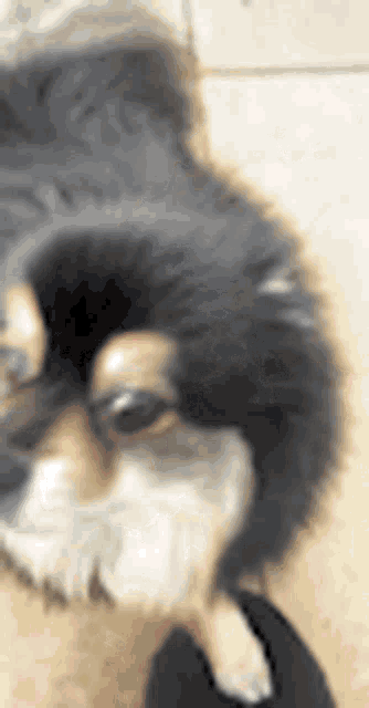 a close up of a dog 's face with a blurred background .
