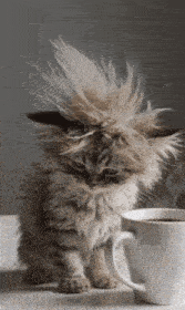 a kitten with a bunch of hair on its head is standing next to a cup of coffee .