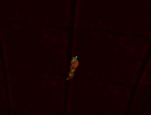 a cartoon squirrel in a blue shirt is standing in a dark red room