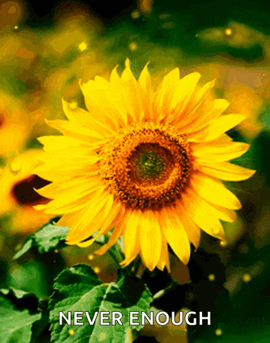a picture of a sunflower with the words never enough above it