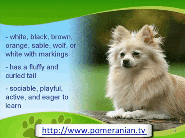 Where Do Pomeranian Dogs Come From GIF - Where Do Pomeranian Dogs Come From GIFs