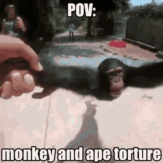 Monkey Pov GIF - Monkey Pov Meme GIFs