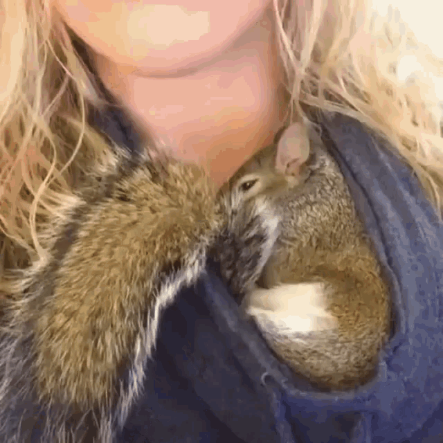 Sleep Nap GIF - Sleep Nap Squirrel GIFs