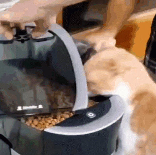 Food Cat GIF - Food Cat Bondo GIFs