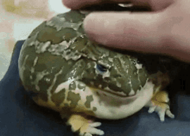 a close up of a person petting a frog on a table .