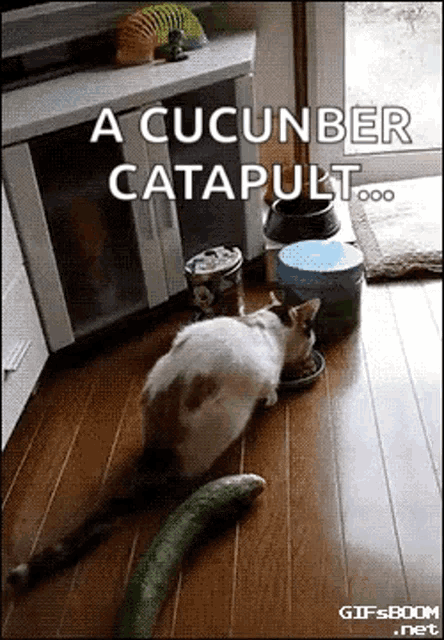 Cats Cat GIF - Cats Cat Cucumber GIFs