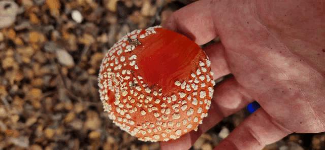 a person holding a red mushroom with white spots