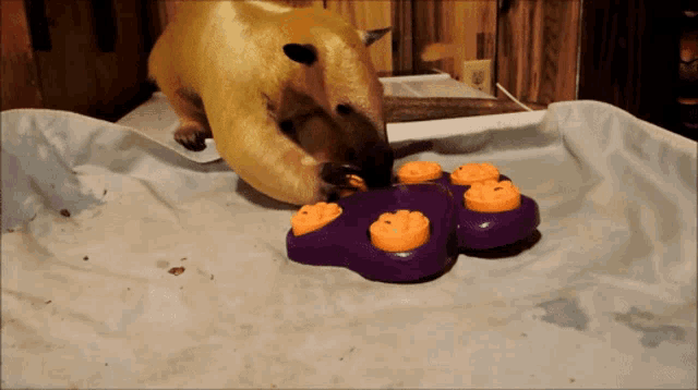 a dog playing with a purple and orange toy