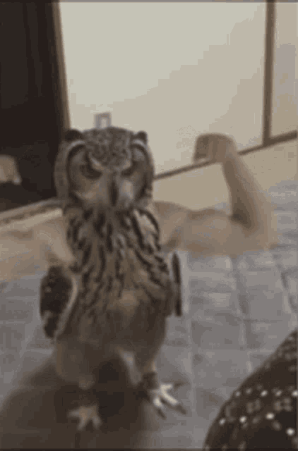 Owl Flexing GIF - Owl Flexing Gym GIFs