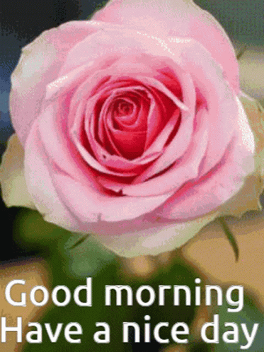 Good Morning Have A Nice Day GIF - Good Morning Have A Nice Day GIFs