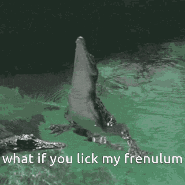 a picture of a crocodile with the words what if you lick my frenulum below it