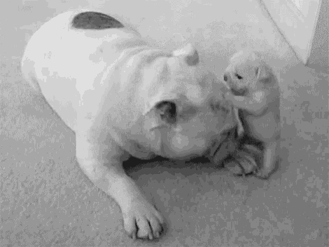 a black and white photo of a dog and puppy