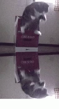 Cat Jump GIF - Cat Jump Box GIFs