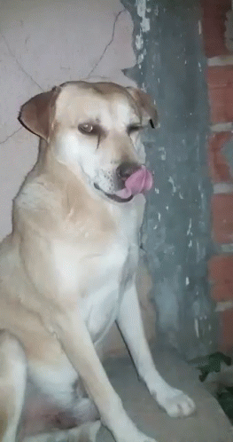 Cachorro Dog GIF - Cachorro Dog Tongue Out GIFs