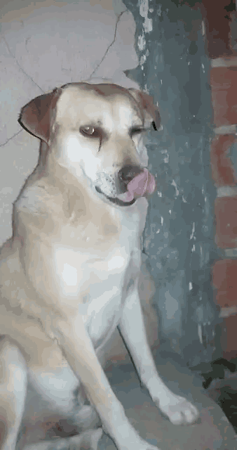 a brown and white dog is licking its nose