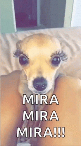 Queer Dog GIF - Queer Dog Diva GIFs
