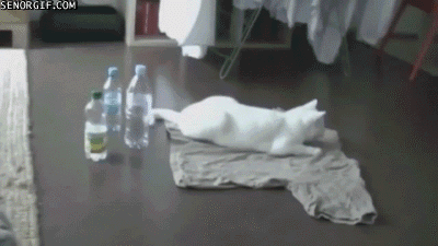 Unexpected Consequence GIF - Cat Cats Cute GIFs