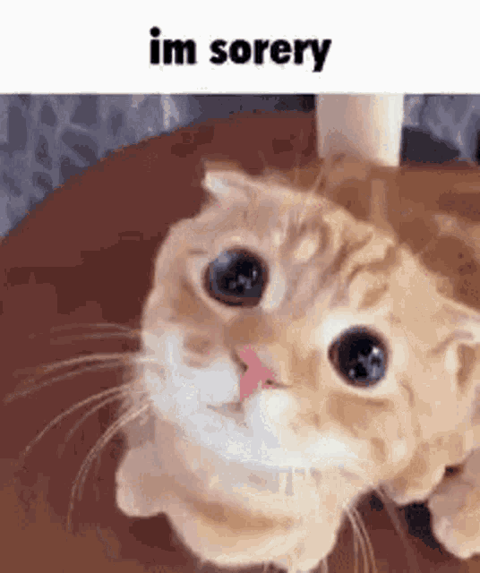 Cat Sorery GIF - Cat Sorery Im Sorery GIFs