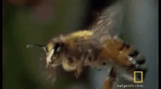 Bugs Bees GIF - Bugs Bees Flying GIFs