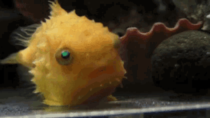 a yellow fish with a green eye is swimming in the water .