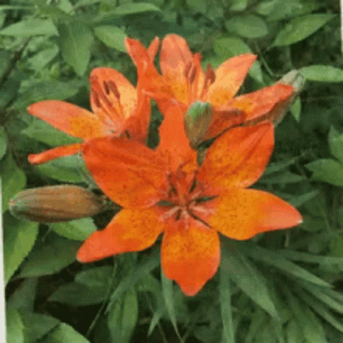 Blooming Flower GIF - Blooming Flower GIFs