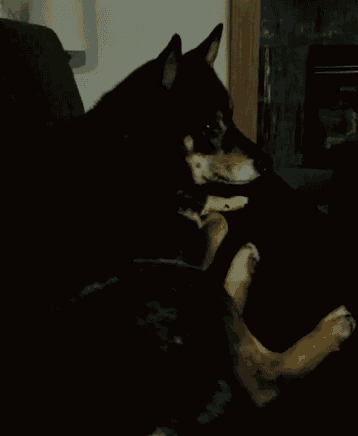 a black dog is laying on a couch with its paws up