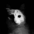 a black and white photo of a cat looking at the camera .