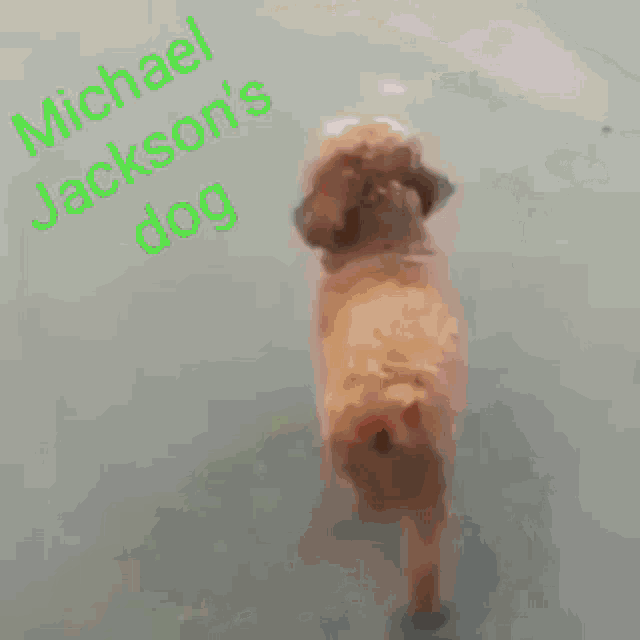 Michael Jacksons Dog GIF - Michael Jacksons Dog GIFs