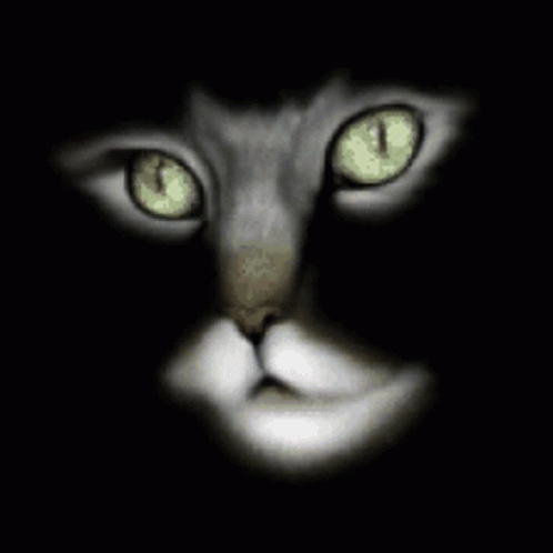 Thinking Of You Thoughtful Cat GIF - Thinking Of You Thoughtful Cat Sparkly Eyes GIFs