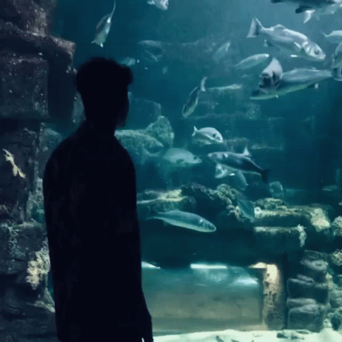 Silhouette Fish Tanks GIF - Silhouette Fish Tanks Fishes GIFs