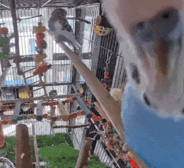 a bird sitting on a branch in a cage with other birds