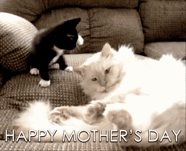 Gappy Mothers Day Cat GIF - Gappy Mothers Day Cat Kitten GIFs