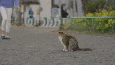 a woman is kneeling down next to a cat on the ground