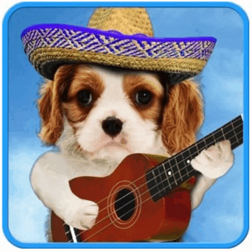 a small brown and white dog wearing a sombrero is holding a guitar