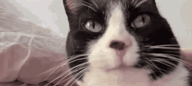 a close up of a black and white cat laying on a bed .