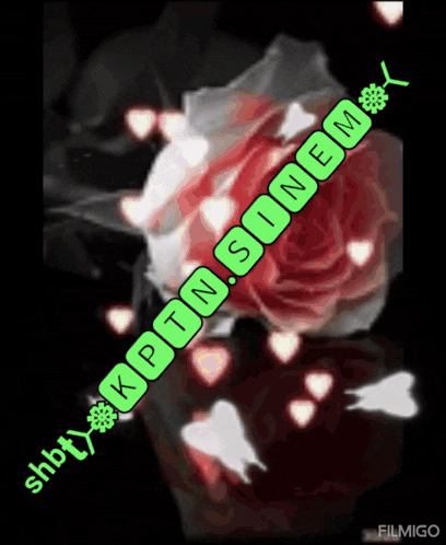 a picture of a red rose with the words kptn sinem
