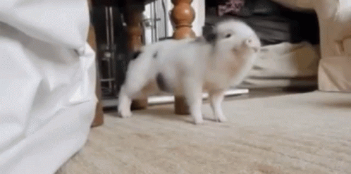 Dance Pig GIF - Dance Pig Itchy GIFs