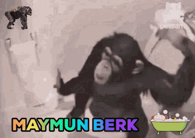 Monkey Monkey Berk GIF - Monkey Monkey Berk Maymun Berk GIFs