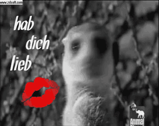 Love Erdmännchen GIF - Love Erdmännchen Meerkat GIFs