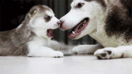 Aww-inducing Love! GIF - Wendy Pup Yes GIFs