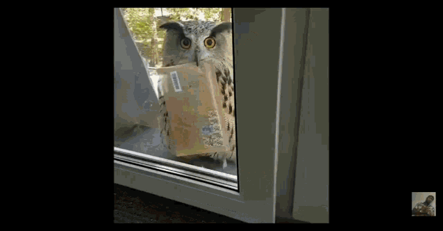 Mail Owl GIF - Mail Owl Fly Mail GIFs
