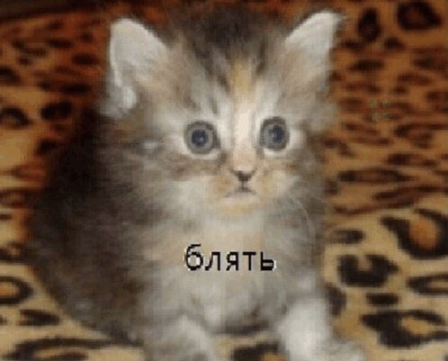 котяра GIF - котяра GIFs