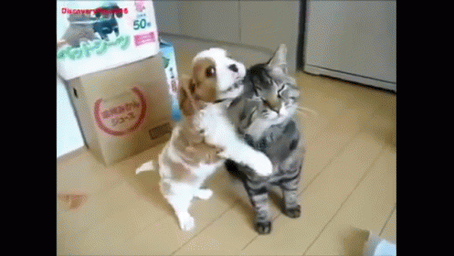 Puppy Love GIF - Puppy Kitten Snuggle GIFs
