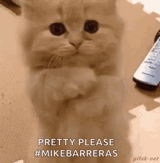 a kitten is sitting on its hind legs and looking at the camera while a remote control is in the background .