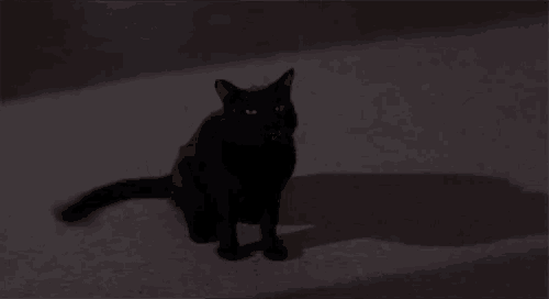a black cat is sitting on the floor in a dark room .