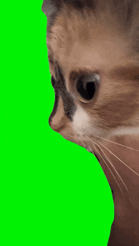 Kitten Stare GIF - Kitten Stare Silly GIFs