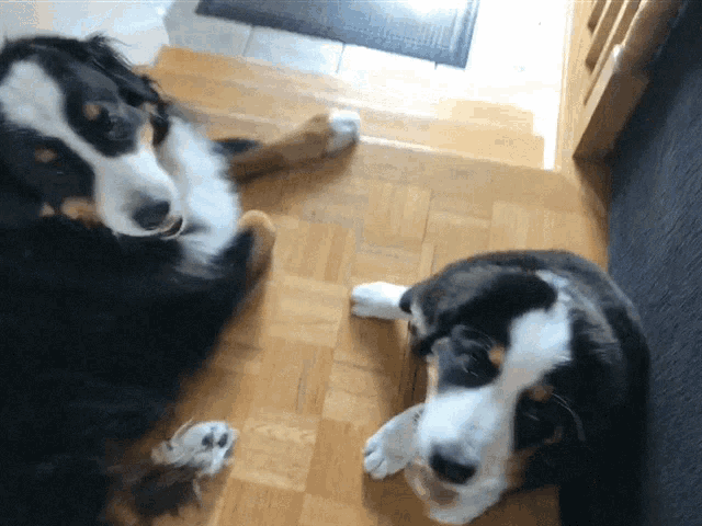 two dogs laying on a wooden floor looking up at the camera