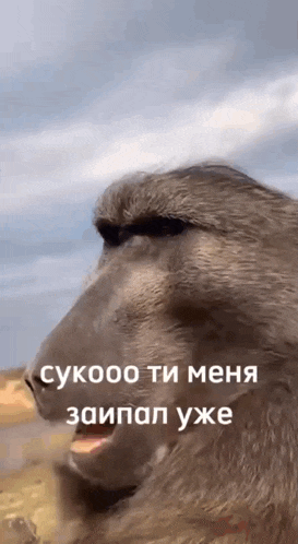 a close up of a baboon 's face with foreign writing on it