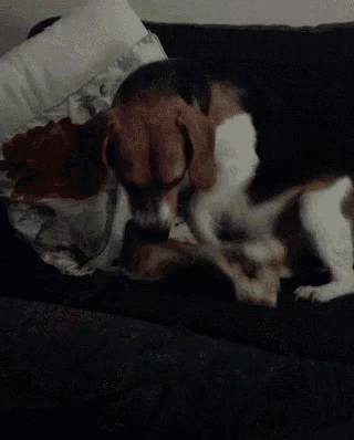 a brown and white dog is laying down on a couch