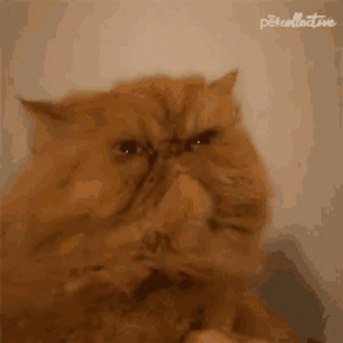 Cat Angry GIF - Cat Angry Annoyed GIFs